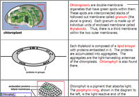 Biology Illustrated Notes